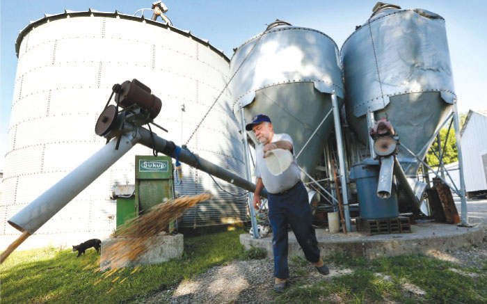 In this photo taken last June 1, Chris Petersen throws feed to a skid loader on his farm, in Clear Lake, Iowa. Farm groups and some members of Congress from farm states are decrying proposed cuts to crop insurance and other safety net programs for farmers included in President Donald Trump›s budget. — AP