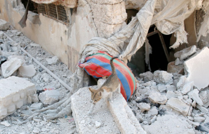 A kitten walks on the rubble of damaged buildings in a rebel-held part of the southern city of Deraa. — Reuters